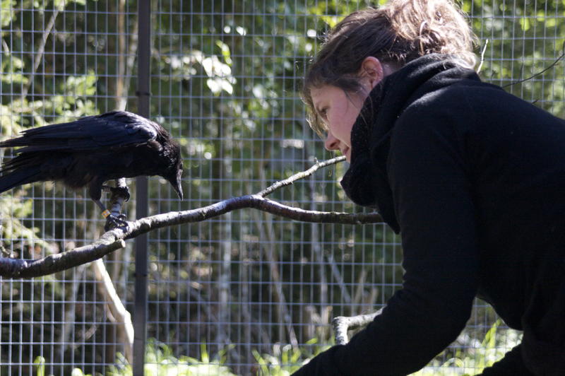 Illustration for article titled What Can Crows and Ravens Teach People About Resisting Temptation?